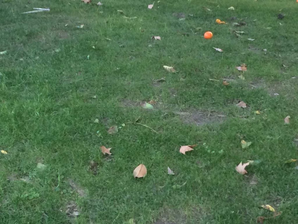 ornage on the lawn