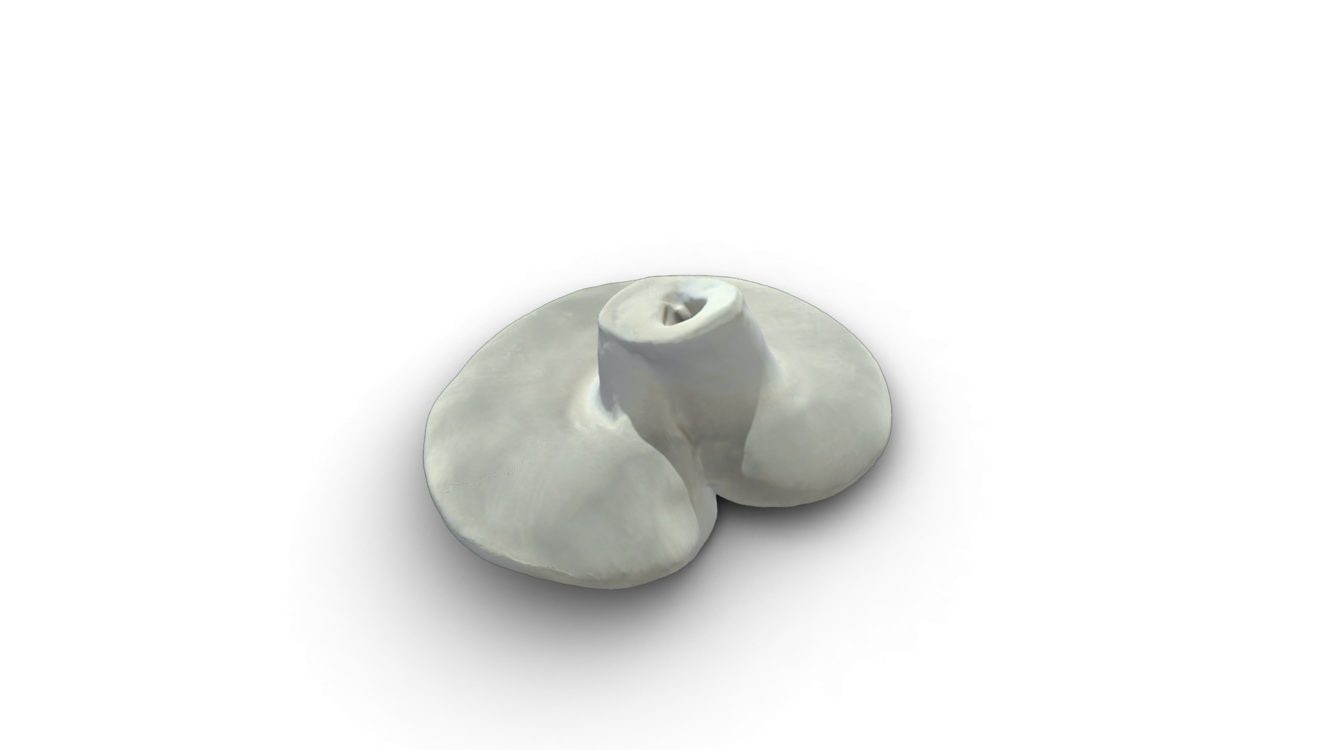 Ganoderma lid - Image 1